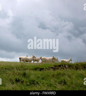 Les moutons errent dans le paysage sous un ciel nuageux sur dartmore, England uk Banque D'Images