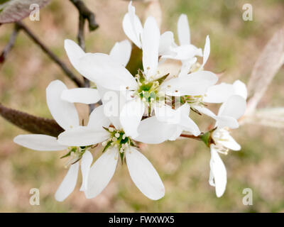 Close-up de fleurs blanches fleurs de l'Amelanchier lamarckii au printemps, Pays-Bas Banque D'Images