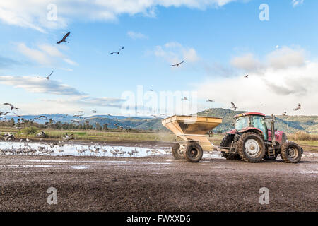 L'alimentation d'une grande volée de grue cendrée (Grus grus). Grande grue migrateurs Espèces qui vit dans les prés humides et les marais. Il a Banque D'Images