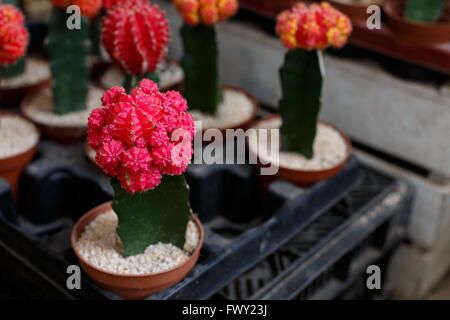 Cactus en pot.Gymnocalycium mihanovichii (rouge) cactus (cactus Anacampseros,en face de red cactus),Mammillaria elongata cactus (cactus rouge à côté) et flambeau Thiste cactus (droite sur la photo) Banque D'Images