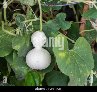 Gourde bouteille vert dans le jardin Banque D'Images