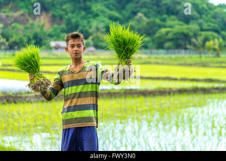 LOMBOK, INDONÉSIE - février 21, 2016 : l'Asie non identifiés garçon tenir gerbe de riz paddy en main à Lombok, Indonésie Banque D'Images