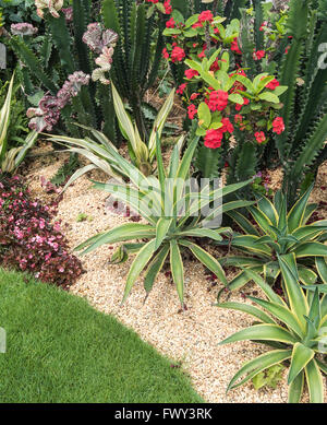 Les feuilles des plantes d'agave pointu Banque D'Images