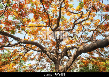 Fleurs de paon sur l'arbre poinciana Banque D'Images