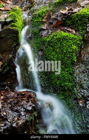 Détail de petite cascade sur la roche moussue. Banque D'Images