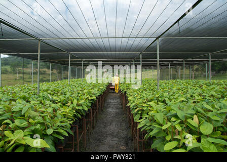 Plantules de cacao, cacaotier Banque D'Images