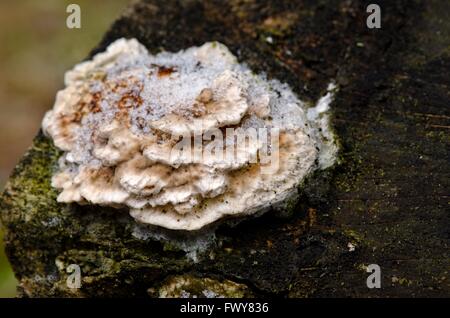 Mushroom sur l'arbre sous la neige Banque D'Images