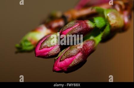 Groupe de plusieurs fleurs pourpre rouge isolé, arrière-plan. Banque D'Images