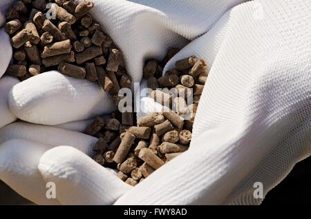 Granulés de fumier brun en gants blancs sur farmer's hands. Banque D'Images