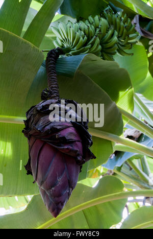 Les petits pains de banane vert et la fleur de banane sur l'arbre Banque D'Images