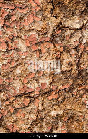 Vieux chappy surface des portes en bois peint. Banque D'Images