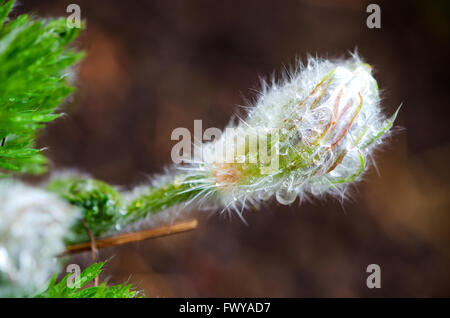 Détail de l'iun pasqueflower flou isolé sur fond brun. Banque D'Images