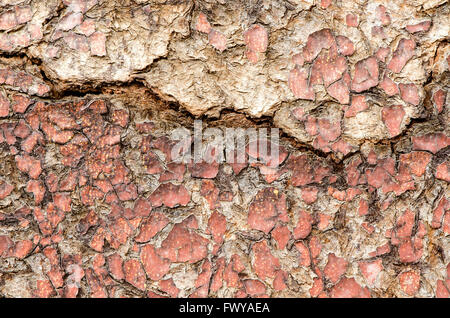 Vieux chappy surface des portes en bois peint. Banque D'Images