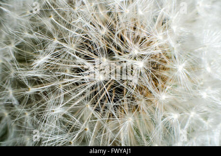 Détail de libre shot passé bloom le pissenlit la texture. Banque D'Images