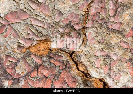 Vieux chappy surface des portes en bois peint. Banque D'Images