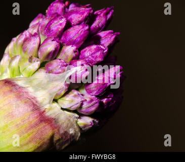 Purple pink garlic bud isolé sur fond noir. Banque D'Images