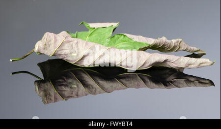 Feuille d'acer vieilles et sèches sur noir fond blanc avec la réflexion. Banque D'Images