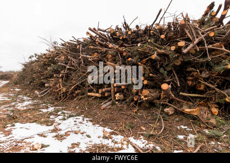 Gros tas de bois dans la forêt Banque D'Images