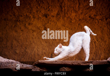 Yoga blanc vers le bas vers le bas faisant chat chien posent Banque D'Images