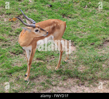 Antilope Impala mâle dans le Zoo Khao Kheow, Chonburi Thailande Banque D'Images