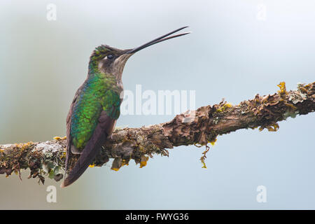 Colibri magnifique (Eugene fulgens) perché sur une branche, femme, Los Quetzales National Park, Costa Rica Banque D'Images