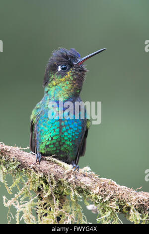 Le colibri à Fiery (Panterpe insignis) assis sur branche, Los Quetzales National Park, Costa Rica Banque D'Images