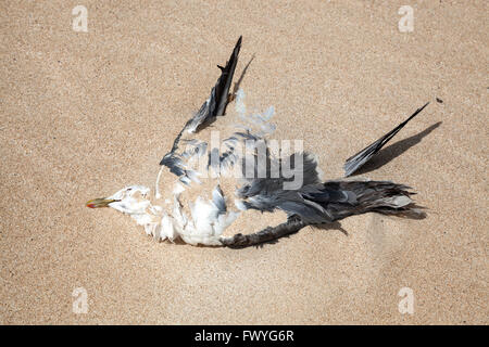 Seagull morts gisant dans le sable, Fuerteventura, Îles Canaries, Espagne Banque D'Images