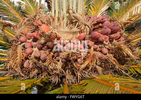 Les graines mûres de l'baquois (Cycas revoluta) , Fuerteventura, Îles Canaries, Espagne Banque D'Images