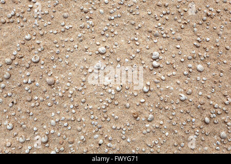 Petits coquillages et coquilles d'escargots dans le sable, Parque Natural de Corralejo, Fuerteventura, Îles Canaries, Espagne Banque D'Images