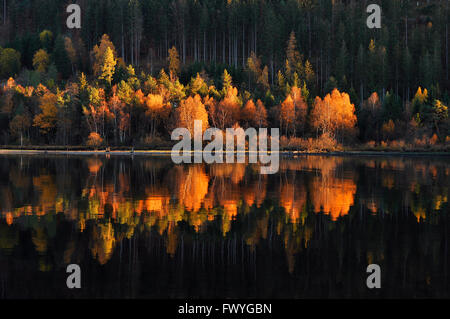 Les bouleaux coloré avec les feuilles d'automne reflètent dans le lac de Titisee, Forêt Noire, Bade-Wurtemberg, Allemagne Banque D'Images