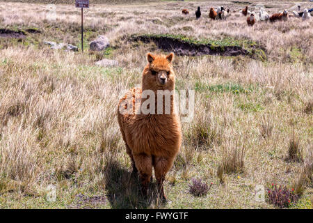 Petit troupeau de lamas le pâturage dans le Parc National de Chimborazo, Amérique du Sud Banque D'Images