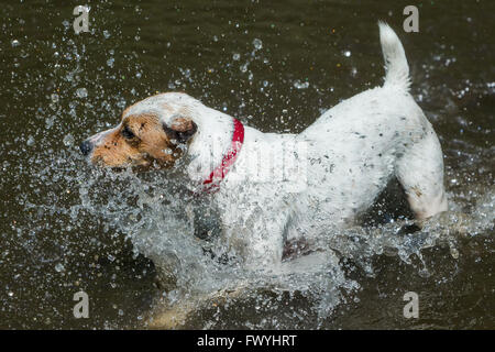 Happy Jack Russell Terrier femelle chien jouant dans l'Océan Banque D'Images