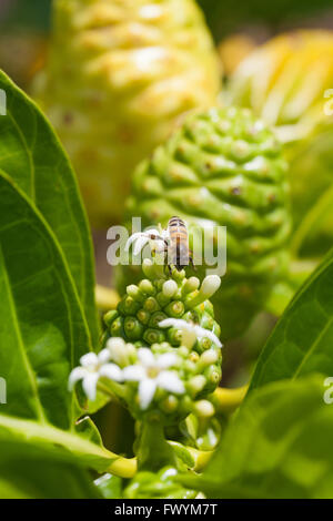 Noni à Hiva Oa Banque D'Images