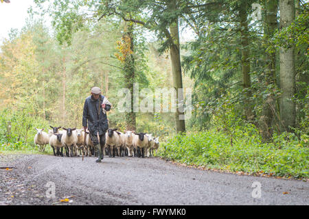 Berger avec troupeau de moutons sur la route à travers un bois Banque D'Images