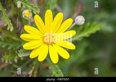 Chrysanthème jaune vif en close-up à la lumière du jour. Banque D'Images
