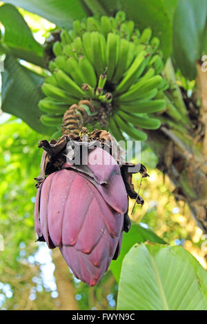 Vue de dessous sur fleur de bananier exotique avec des fruits Banque D'Images