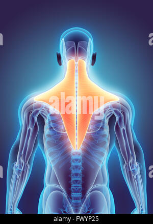 3D illustration de trapèze, partie de l'anatomie musculaire. Banque D'Images