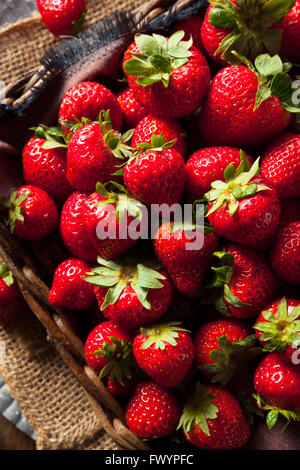 Matières organiques rouge Fraises prêt à manger Banque D'Images