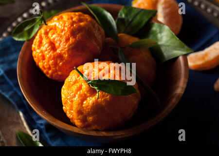 Pépite d'organiques Matières premières Mandarines prêt à manger Banque D'Images