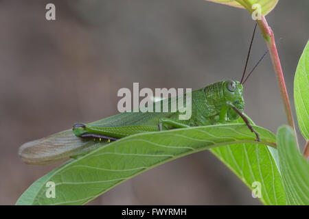 Une grande sauterelle verte repose sur une feuille,Cebu City,Philippines Banque D'Images