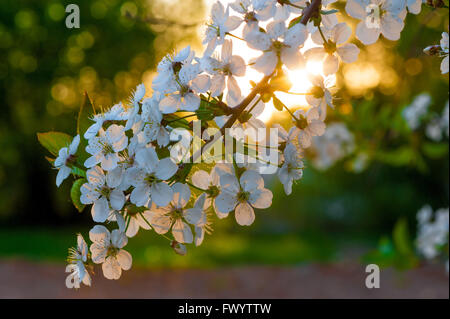 Branche de la floraison des cerisiers en rayons solaires close-up Banque D'Images