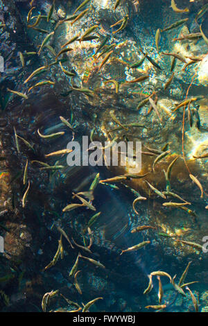 Un banc de jeunes poissons nage dans l'eau cristalline d'un fjord norvégien. Banque D'Images