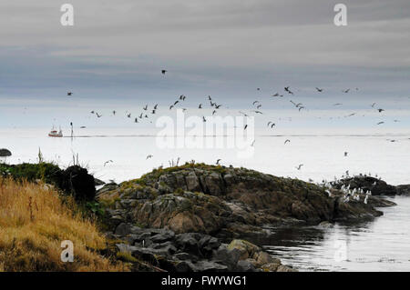 Les mouettes volent jusqu'à partir sur des pierres sur la côte de l'Atlantique Nord en île Langøya Fulmarus glacialis sur Vesterålen Sans Petrole ( ) dans le nord de Norvège Banque D'Images