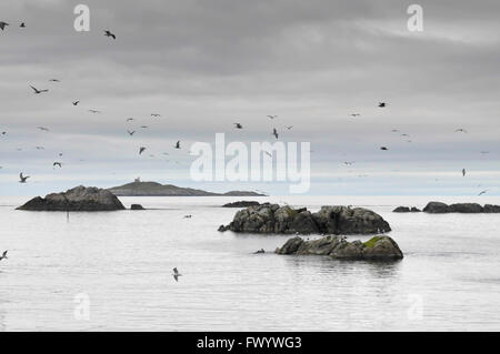 Les mouettes volent jusqu'à partir sur des pierres sur la côte de l'Atlantique Nord en île Langøya Fulmarus glacialis sur Vesterålen Sans Petrole ( ) en Norvège Banque D'Images