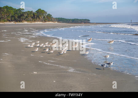 Les oiseaux sur la plage à la chasse Island State Park, South Carolina, USA Banque D'Images
