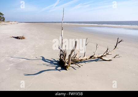 Bois flotté sur la plage au Hunting Island State Park, South Carolina, USA Banque D'Images