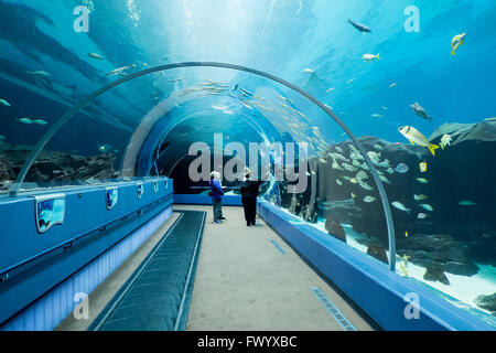 L'Aquarium de Géorgie, Atlanta, États-Unis Banque D'Images