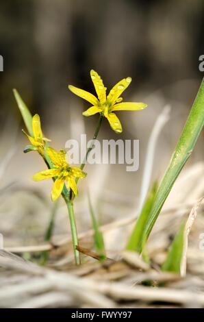 Fleurs lumineuses de Gagea lutea sur le pré isolés contre l'arrière-plan flou. Banque D'Images