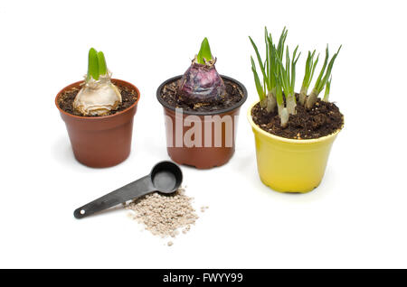 Deux jacinthes et narcisses dans les pots de fleur et pile de fumier. Banque D'Images