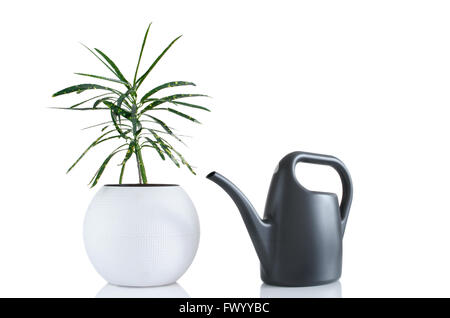 Belle plante en pot blanc et gris Arrosoir plastique isolé sur fond blanc. Banque D'Images